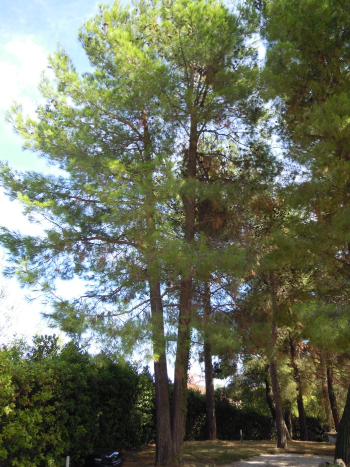 L'Esemplare di Pinus Halepensis
