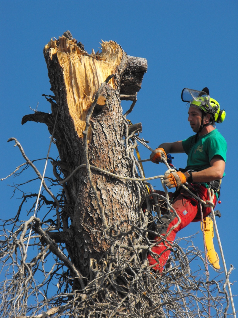 MR GREEN - Abbattimento Pinus Halepensis - Porto Recanati
