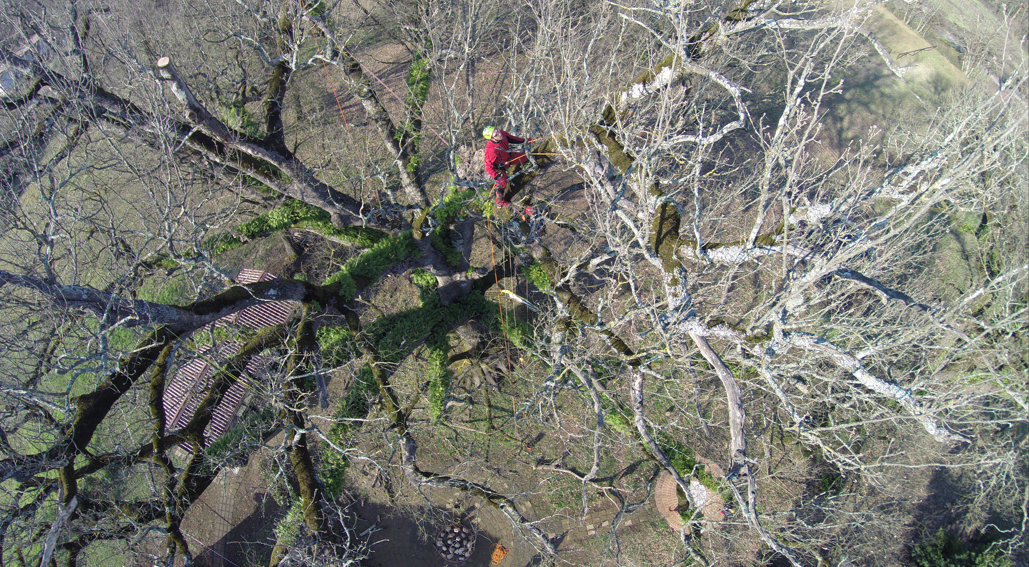 MR GREEN - Quercia Patrica