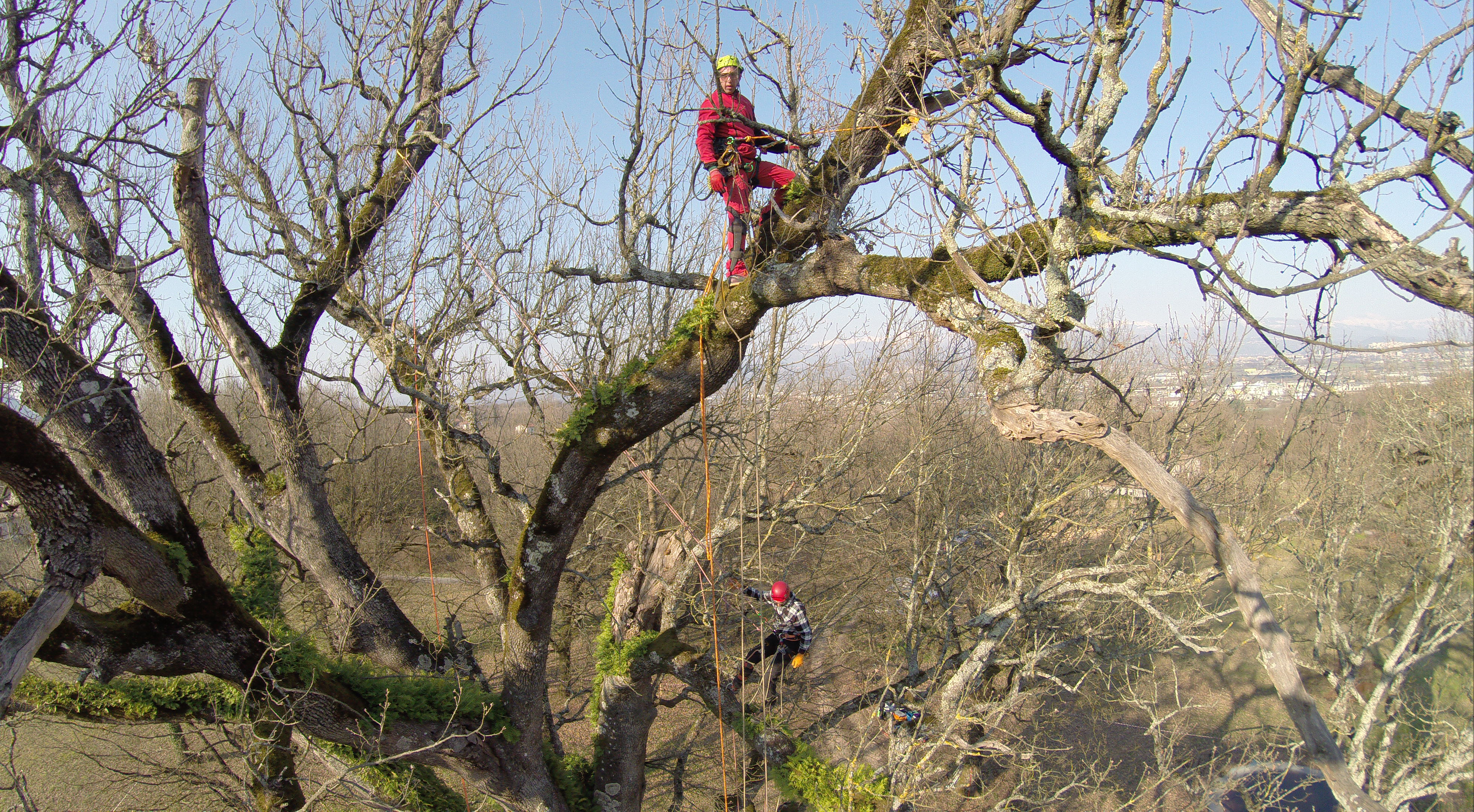 MR GREEN - Quercia Patrica