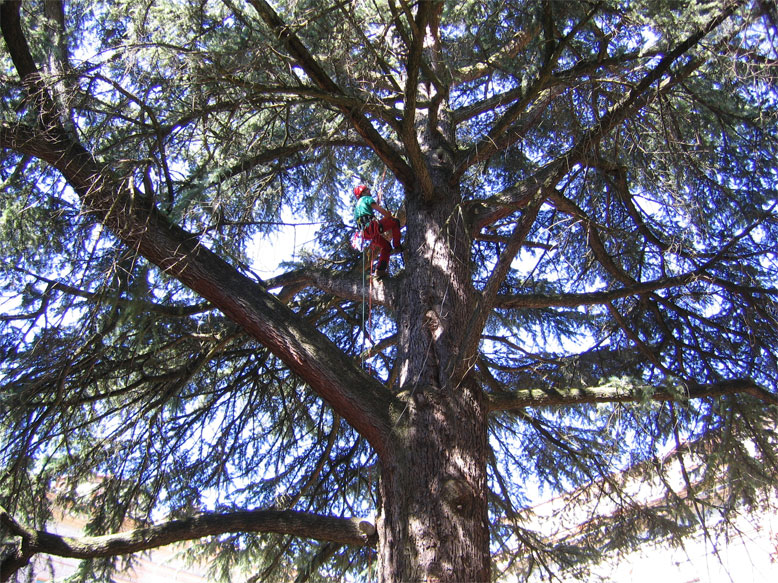 MR GREEN - Cedro Atlante - Macerata