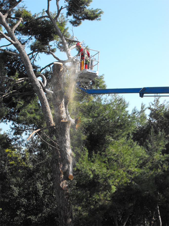 MR GREEN - Abbattimento Pinus Pinea - Civitanova Marche