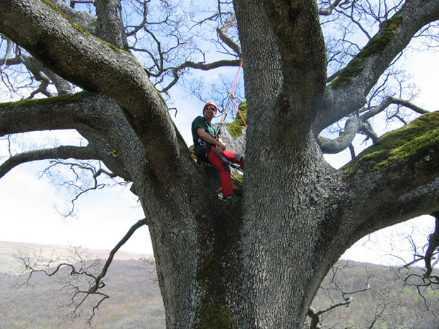 MR GREEN - Quercia Nottoria