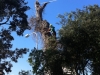 MR GREEN - Abbattimento Pinus Halepensis pericolante - Porto Recanati