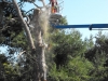 MR GREEN - Abbattimento Pinus Pinea - Civitanova Marche