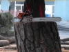 MR GREEN - Abbattimento Pinus Pinea secolare - Civitanova Marche