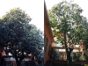 Prima e dopo potatura Magnolia grandiflora Grottammare