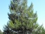 Pinus Halepensis Recanati