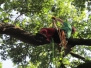 Quercia Secolare a Macerata