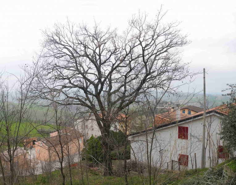 Quercia nord dopo