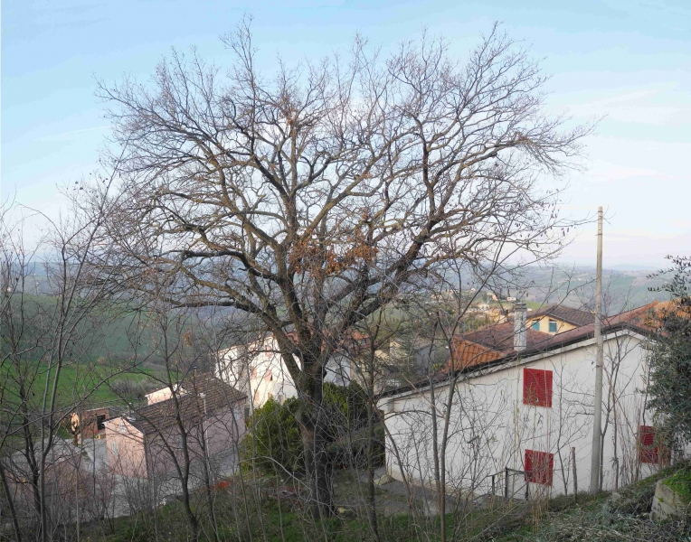 Quercia nord prima