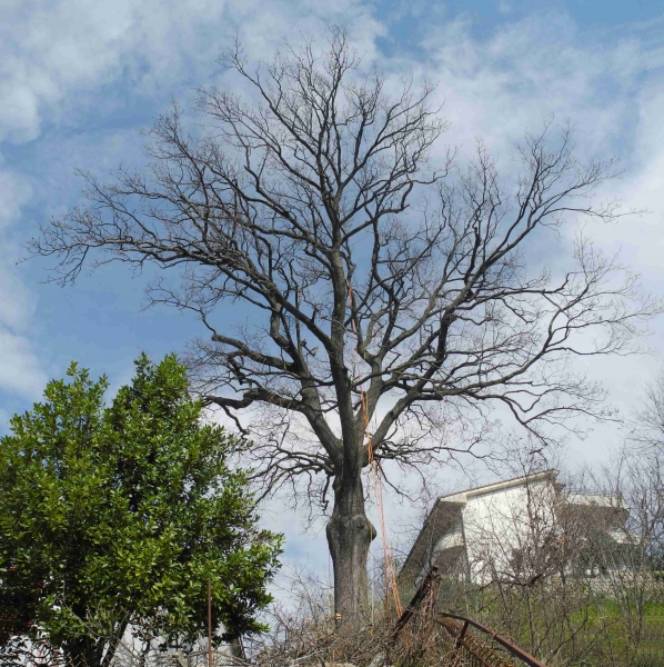 Quercia sud dopo