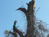 Rimozione Pinus halepensis Secolare Pericoloso